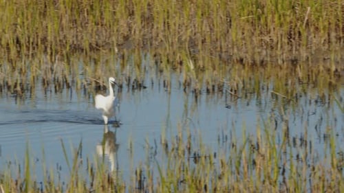 Great egret catching a fish in an estuary habitat
