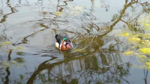 Colorful wood duck swims gracefully in tranquil pond during golden hour
