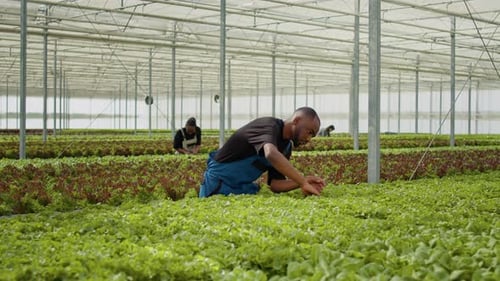 African American Man Doinig Quality Control for Green Salad Plants in Greenhouse