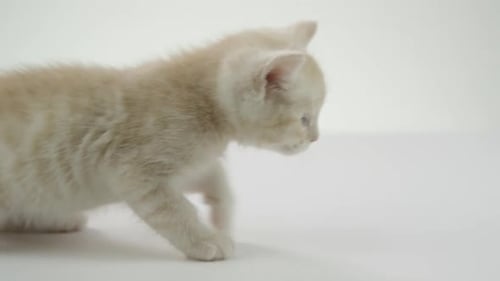 White background -Adorable Baby Kittens on White Background -walk across_1