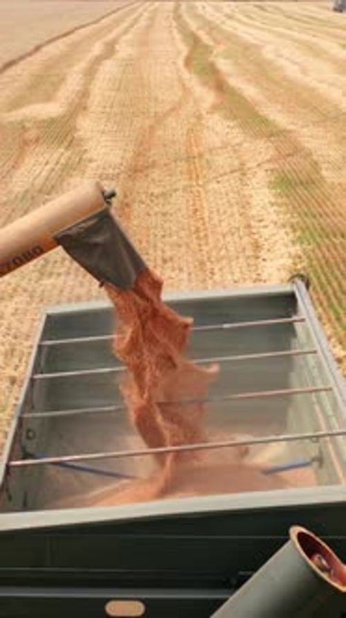 Ripe grain being downloaded into the tractor from a combine pipe.