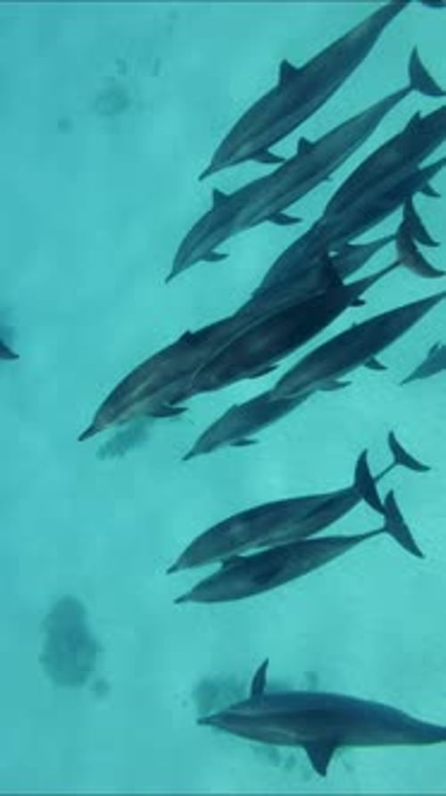 Vertical video, Group of dolphins swimming above sand seabed, Top view