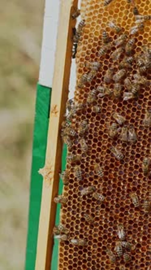 Honey Bees on Honeycomb Frame in Rural Setting