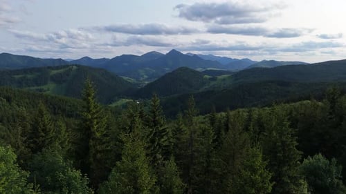 Aerial View Through Evergreen Trees Towards Distant Mountain Peaks Under a Summer Sky