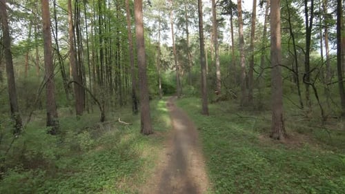 Drone Shot Aerial Fly Through Mixed Forest Between Trees in Cloudy Spring Season