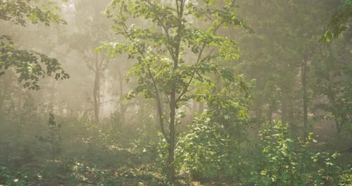 Misty Forest Landscape with Sun Filtering Through Leaves in the Morning