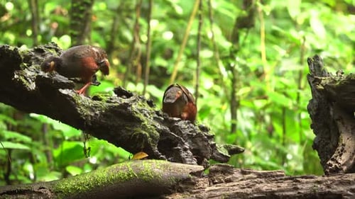 Two Colorful Birds Foraging on Mossy Branch