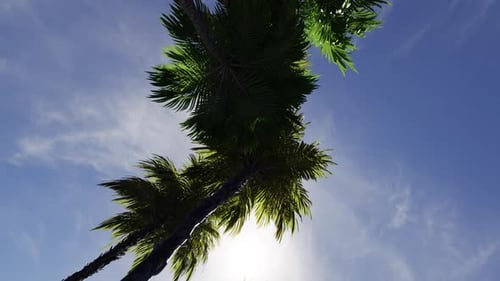 Vertical Video Bottom View of Coconut Palm Trees in Sun 3d Animated Background Seamless Loop