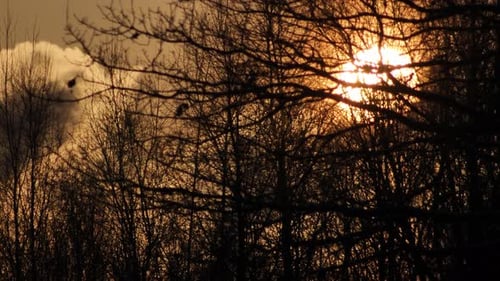 Bare Tree Silhouettes at Sunset