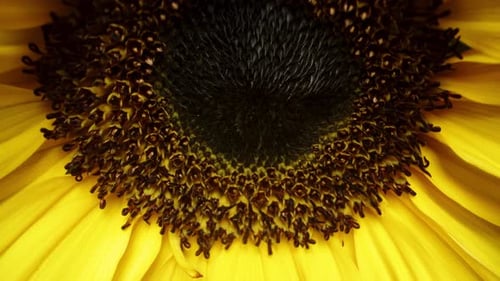 Close Up of Vibrant Yellow Sunflower