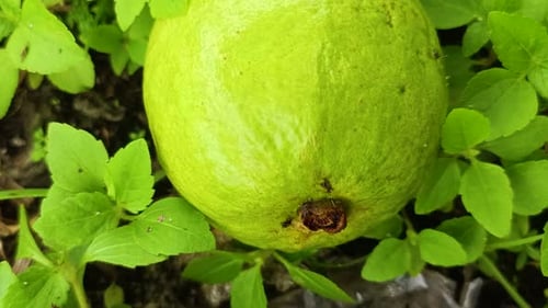 close up of guava fruit 4k