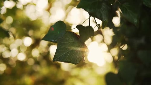 Le soleil brille à travers les feuilles vertes dans un paysage magnifique en automne