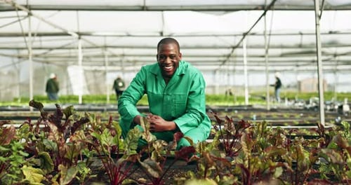 Plant, vegetable garden and black man portrait in green house with agriculture