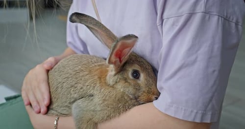 Person Holding Brown Rabbit and Petting Indoors