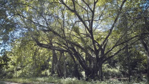 Lush Green Forest with Towering Trees and Foliage