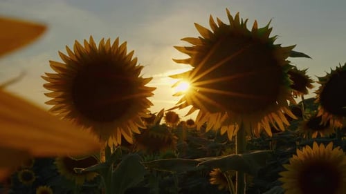 Agriculture Yellow Sunflower Plant In Farm Field In Sunlight 32