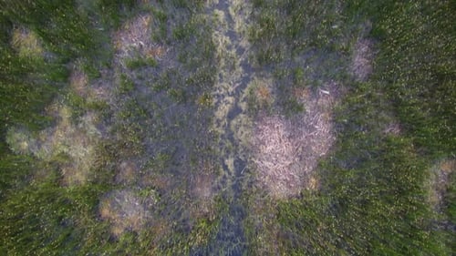reeds in a lake from above