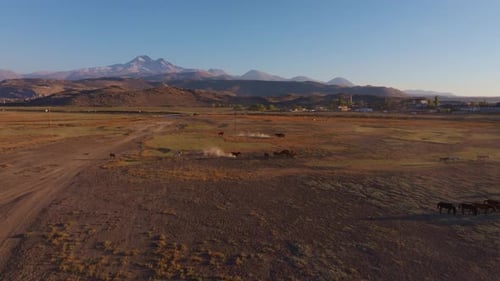 Aerial view of wild horses grazing in sunset, Turkey.