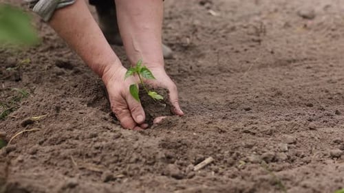 Agriculture. Unrecognisable senior farmer planting peper seedlings in the garden. Hands plant tiny