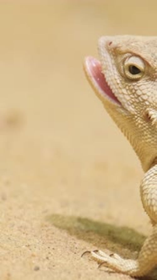 Vidéo verticale sur les lézards d'Amérique du Nord et le genre typique de la famille des Phrynosomatidés
