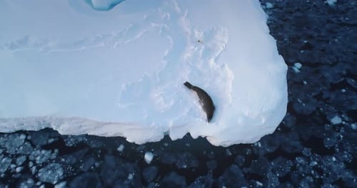 Seal Rest Lying on Icy Glacier in Antarctica