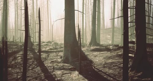 Forest After Wildfire Shows Charred Trees and Emerging Sunlight