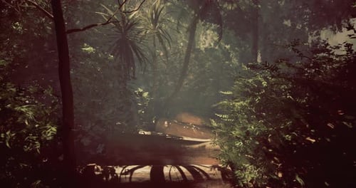 Lush Rainforest Path Illuminated By Soft Sunlight Filtering Through Leaves