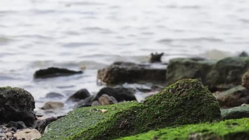 low shot of waves crashing against rocks on the beach. HD videos of sea. mossy.