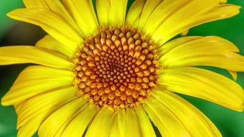 Gelbe Blume der Ringelblume Officinalis, die im Zeitraffer auf grünem Blatthintergrund blüht