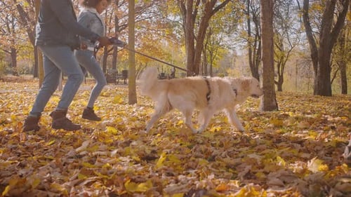 Young AfricanAmerican Couple Follows Running Dog in Autumn Park