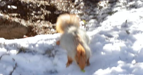 Squirrel eating from a park visitor's hand
