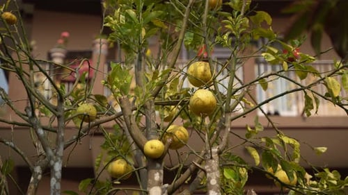 Ripe and green pomelo fruit tree in the garden.