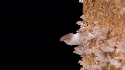Oyster Mushrooms Growing on a Substrate Block