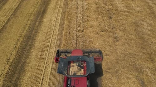 Slow Motion Aerial View of Combine Harvester Agriculture Machine Harvesting Golden Ripe Wheat