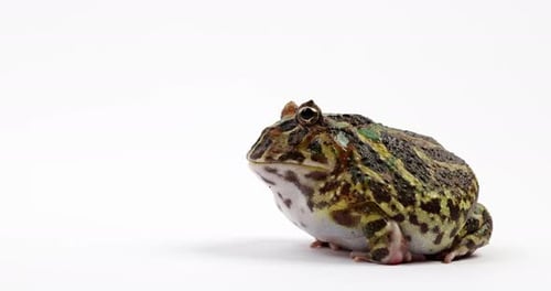 Detailed Frog Isolated on White Background