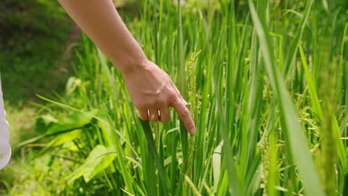 Closeup View of Woman Hand Touching Rice Stalks in Lush Green Field Hand Brushes Through Rice Ears
