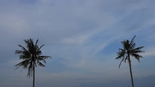 Palm Trees Against a Tropical Cloudy Sky