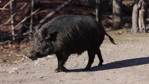 wild boar walking on dirt path with autumn forest background.
