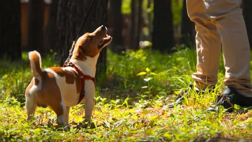 Very cute puppy Jack Russell Terrier surrounded by the grass in the Park