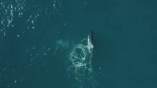 Cinematic Aerial vertical footage of a humpback whale swimming in calm blue ocean water, playing spl