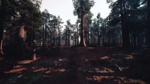 Misty Forest with Shadows Calm Pine Grove at Twilight with Fog