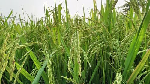 tracking shot of rice paddy field