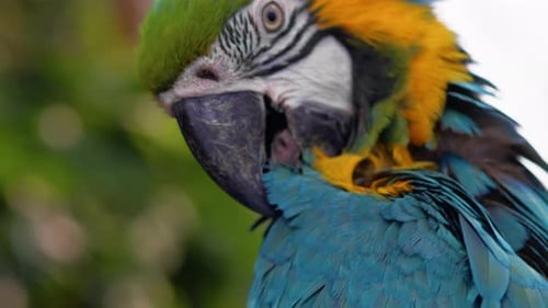 Blauer Ara-Papagei steht auf einem Baum in einem Zoo