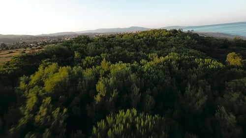 Pine Forest Tree and Coast Aerial Fpv Drone