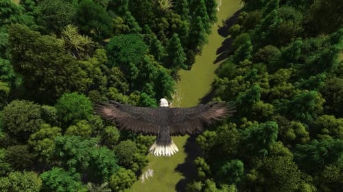 Eagle Fly over Forest