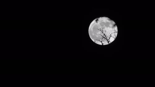 Eerie Full Moon with Tree Silhouette at Night