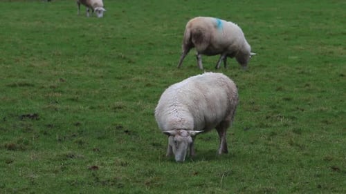 Grazing Sheep. Winter. Powys. Wales. UK