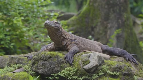 Komodo dragon