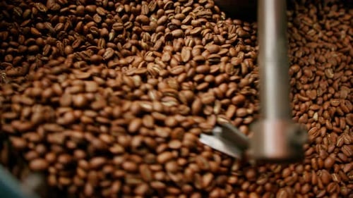 Coffee Beans Turning in a Roaster