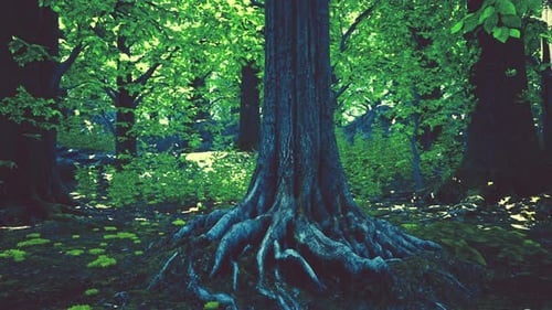 A Majestic Tree with Exposed Roots in a Lush Forest
